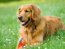 Golden retriever The Golden Retriever is a large-sized breed of dog bred as gun dogs to retrieve shot waterfowl such as ducks and upland game birds during hunting and ...